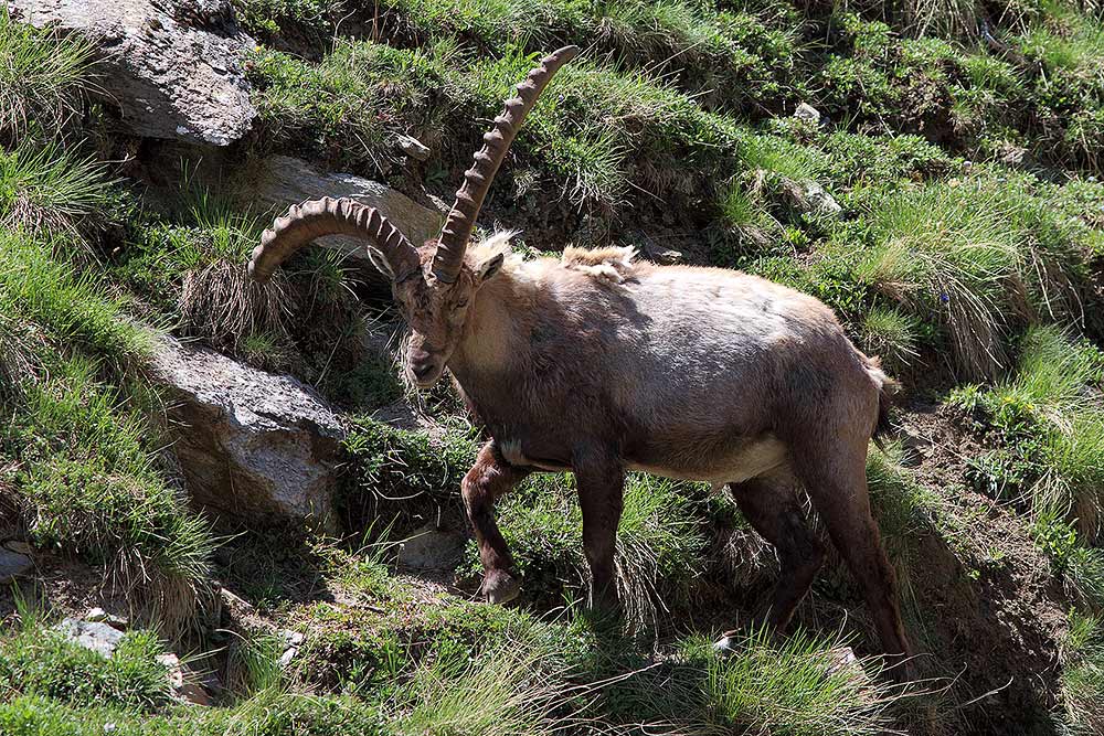 Stambecchi Gran Paradiso